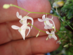 (c) Benjamin Lavin, some rights reserved (CC BY) Utricularia sandersonii, photograph (c) Benjamin Lavin, some rights reserved (CC BY)