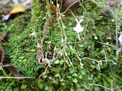 Image of Utricularia sandersonii by (c) Benjamin Lavin, some rights reserved (CC BY)