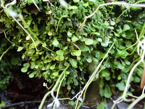 Image of Utricularia sandersonii by (c) Benjamin Lavin, some rights reserved (CC BY)