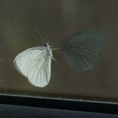 Pieris virginiensis