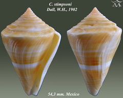 Caracol cono