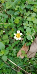 Tridax procumbens