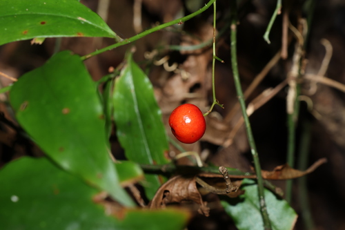 Image of Petermannia (Petermannia cirrosa) by (c) Greg Tasney, some rights reserved (CC BY-SA)