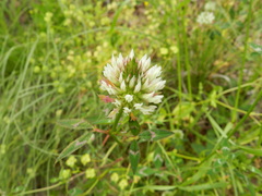 Trifolium vesiculosum