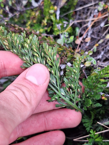 Image of Asplenium richardii by (c) Oscar Dove, some rights reserved (CC BY)