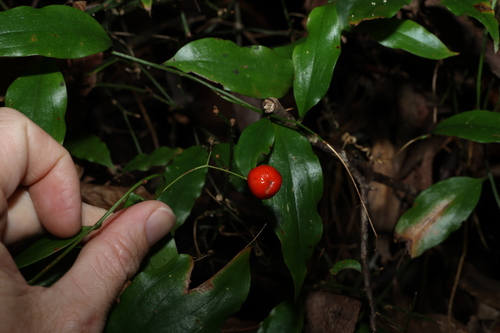 Image of Petermannia (Petermannia cirrosa) by (c) Greg Tasney, some rights reserved (CC BY-SA)