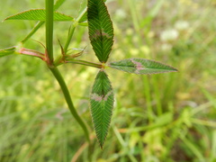 Trifolium vesiculosum