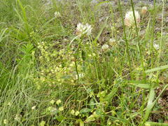 Trifolium vesiculosum