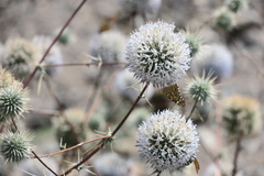 Echinops erinaceus