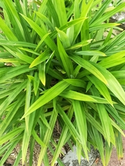 Pandanus amaryllifolius