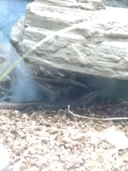 Oligosoma lineoocellatum