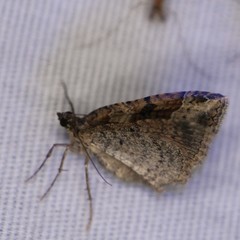 Costaconvexa