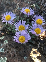 Erigeron poliospermus