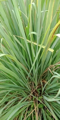 Cymbopogon citratus