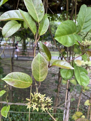 Parsonsia alboflavescens iNat (3)