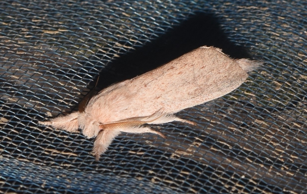 Turnaca indica