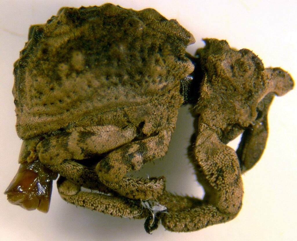 Terapopus