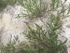 Arthroceras subterminale