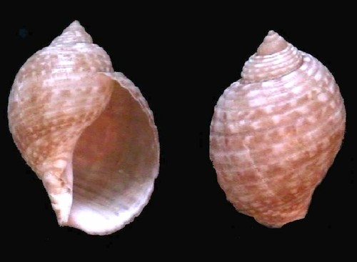Atlantic Partridge Tun Snail