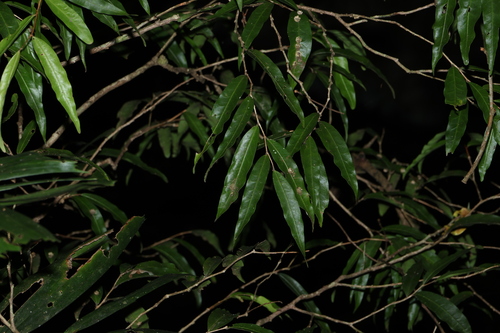 Image of Hedraianthera porphyropetala by (c) Greg Tasney, some rights reserved (CC BY-SA)