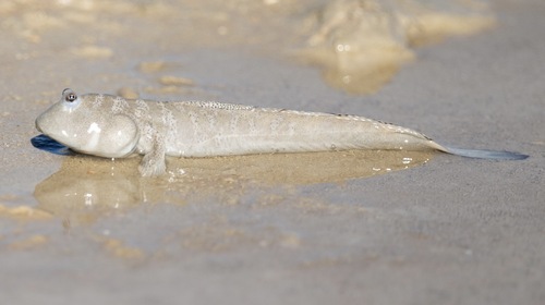 Dussumiers slijkspringer (Boleophthalmus dussumieri) — Gobiidae