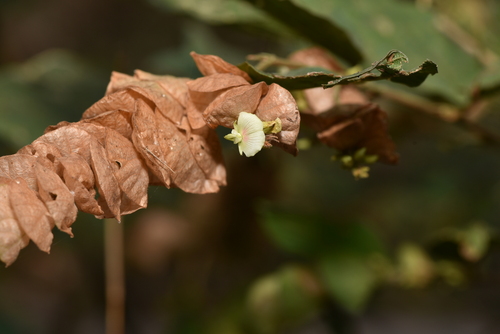 Image of Flemingia strobilifera by (c) Yung-Lun Lin, some rights reserved (CC BY)