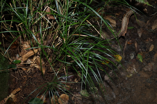 Exocarya sclerioides observed 2024-04-09