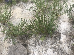 Arthroceras subterminale