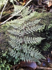 Leptolepia novae-zelandiae