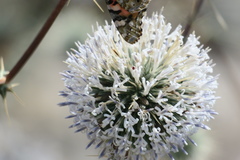 Echinops erinaceus