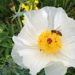 Argemone albiflora texana