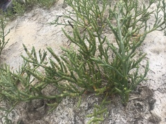 Arthroceras subterminale