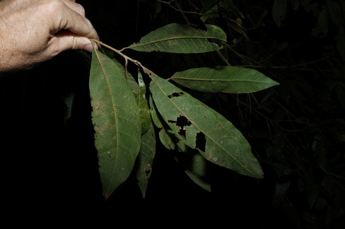 Image of Niemeyera whitei by (c) Greg Tasney, some rights reserved (CC BY-SA)