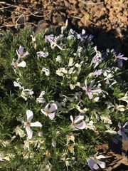 Phlox douglasii