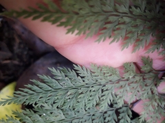 Leptolepia novae-zelandiae