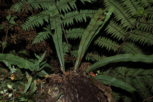 Asplenium harmanii, 2024-04-09