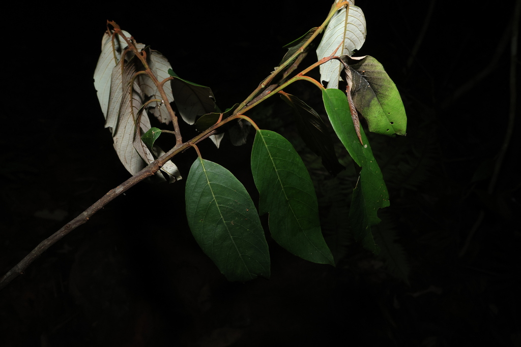Alphitonia petriei - council-listed tree