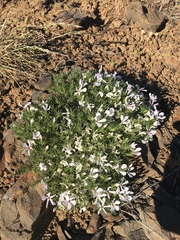Phlox douglasii