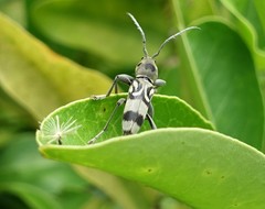 Chlorophorus macaumensis