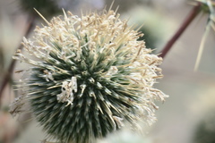 Echinops erinaceus