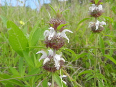Monarda clinopodioides