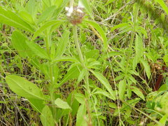 Monarda clinopodioides