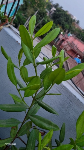 Allspice