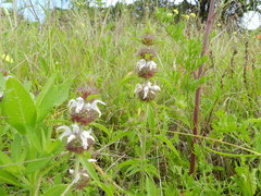 Monarda clinopodioides
