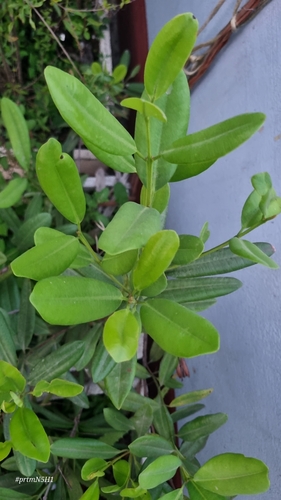 Pimenta dioica