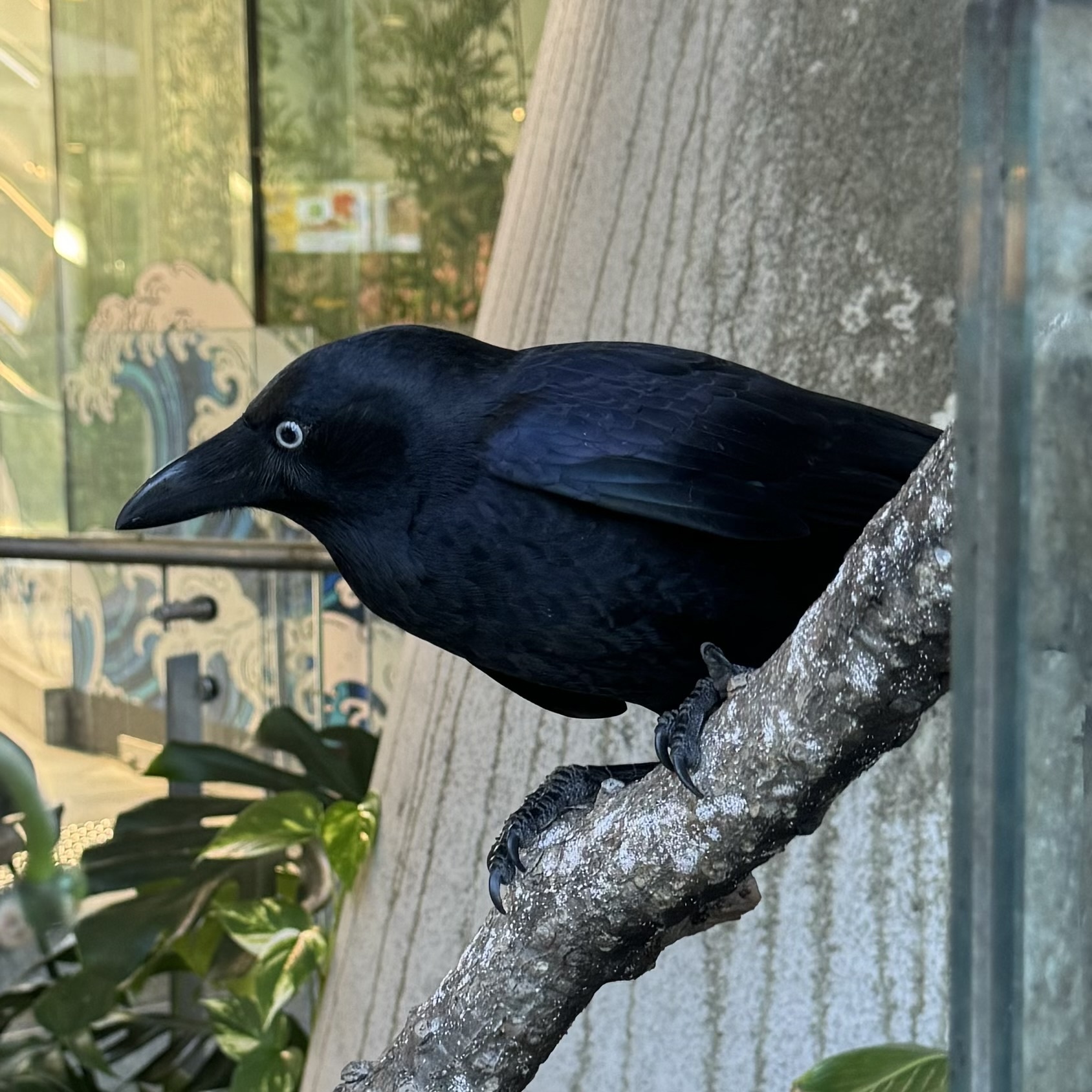 Torresian Crow (Corvus orru)