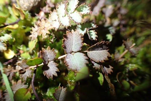 Image of Acaena inermis by (c) Oscar Dove, some rights reserved (CC BY)