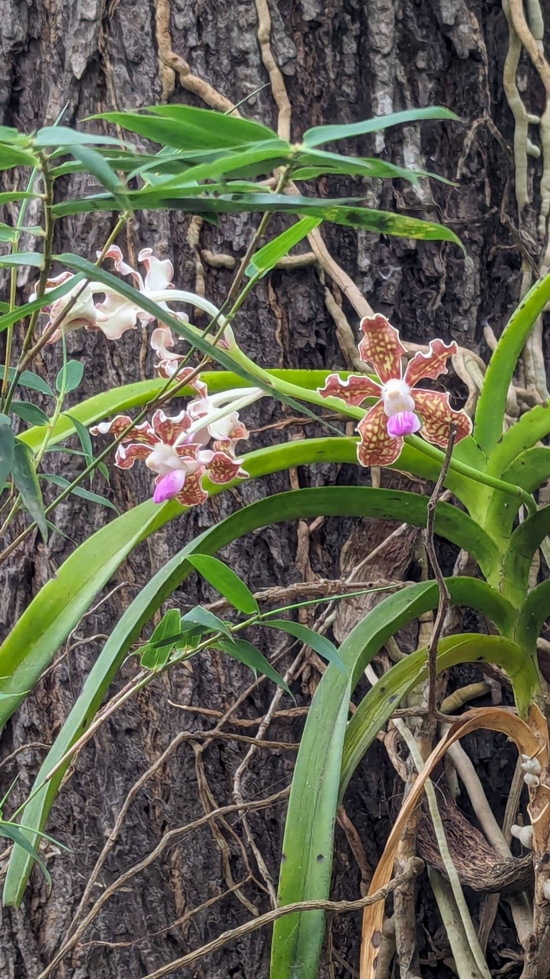 Imagem de Orquídea