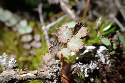 Image of Acaena inermis by (c) Oscar Dove, some rights reserved (CC BY)