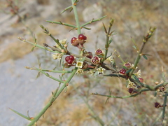 Adolphia infesta